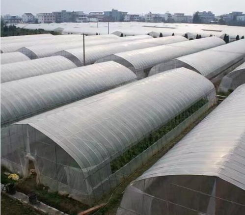 長(zhǎng)垣養(yǎng)殖大棚廠來圖定制