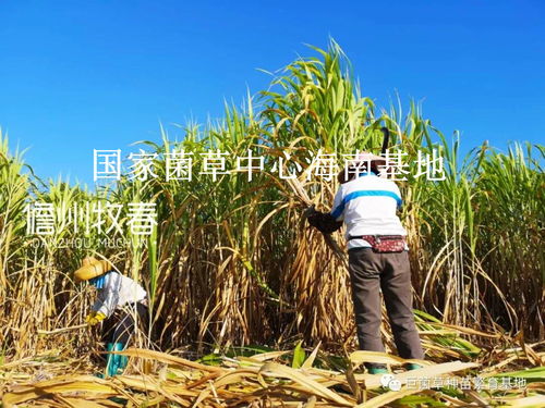 40萬畝 5萬噸 年終回顧2020年儋州牧春菌草種苗發(fā)貨現(xiàn)場(chǎng)