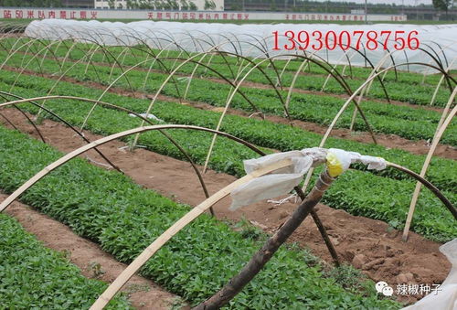 陜西辣椒種苗供應與產品收購服務