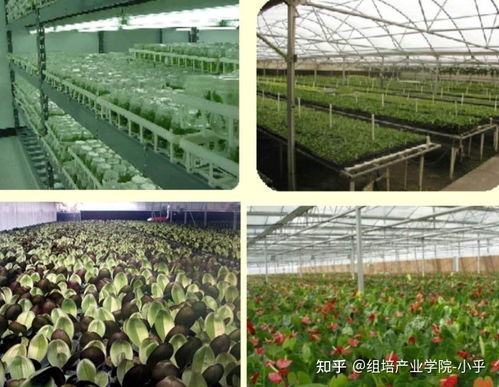 組培大講堂 植物離體繁殖技術與陜西種苗產業應用