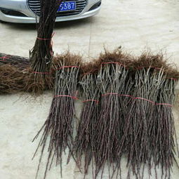 金川雪梨樹(shù)苗批發(fā)市場(chǎng)拓展唐山渠道 陜西種苗助力北方農(nóng)業(yè)升級(jí)