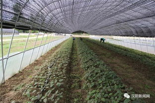 走好龍頭企業(yè)與集體經(jīng)濟(jì)融合發(fā)展之路——二論漢陰縣鎮(zhèn)園產(chǎn)業(yè)聯(lián)盟模式對(duì)鄉(xiāng)村產(chǎn)業(yè)振興的啟示