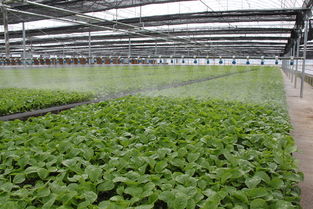 河北平泉與陜西種苗 生態(tài)合作新篇章