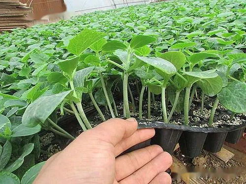 陜西種苗，技能成才——我校在中職技能大賽中再創(chuàng)佳績(jī)