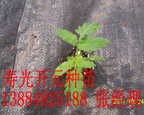 工廠化育苗新標(biāo)桿 從壽光開(kāi)元到陜西，番茄種苗產(chǎn)業(yè)的升級(jí)之路