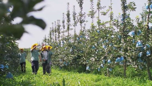 陜西照金咸恒農(nóng)業(yè)科技 讓青砧結(jié)出“中國(guó)果”，做強(qiáng)陜西種苗