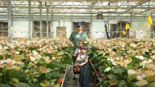 守護(hù)綠水青山，探秘陜西苗木繁育的綠色奇跡