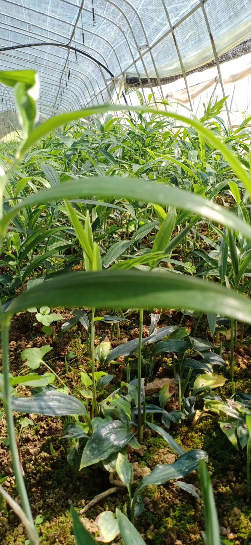 陜西秦嶺黃精種苗產(chǎn)業(yè) 地理優(yōu)勢(shì)與種植前景