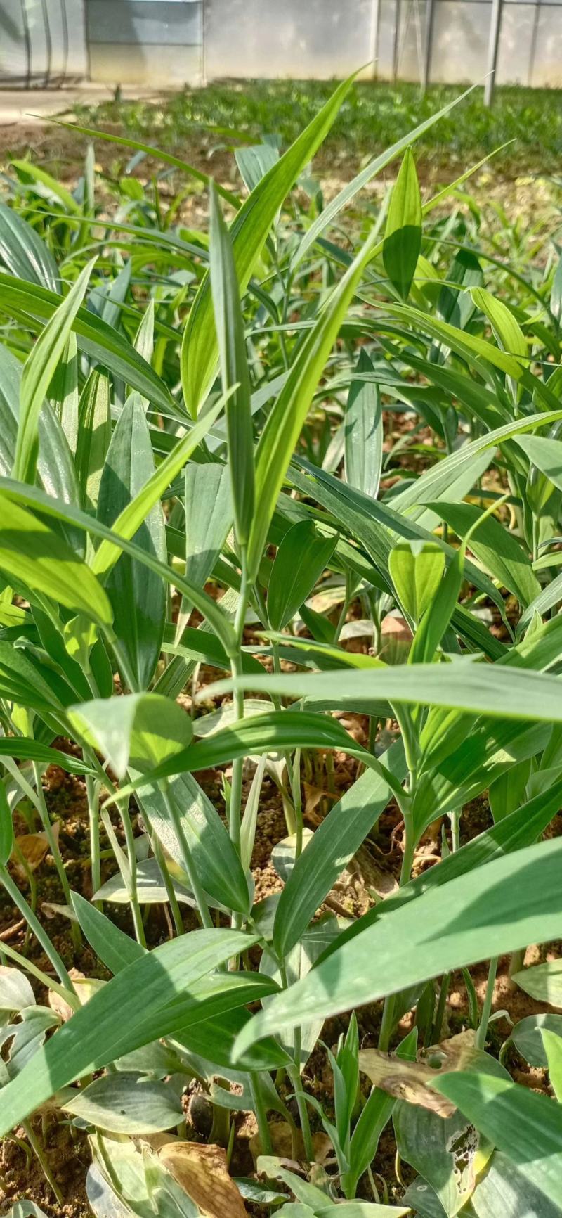 陜西秦嶺黃精種苗 天然藥庫的綠色瑰寶與產(chǎn)業(yè)基石